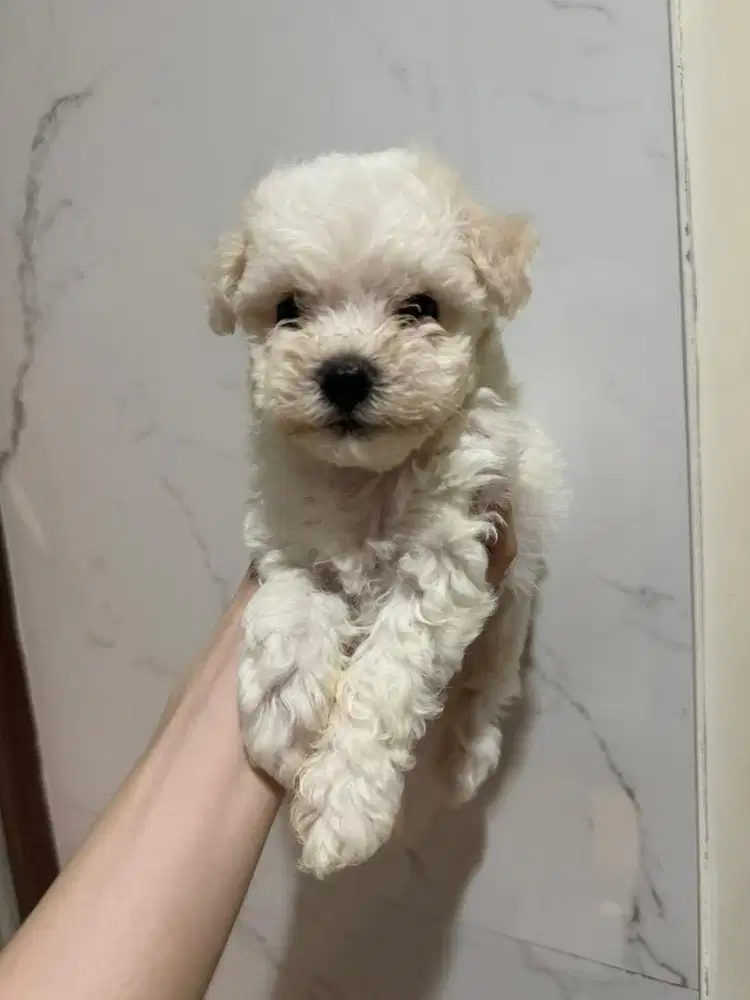 Open Fee Adopt Bichon Frisee