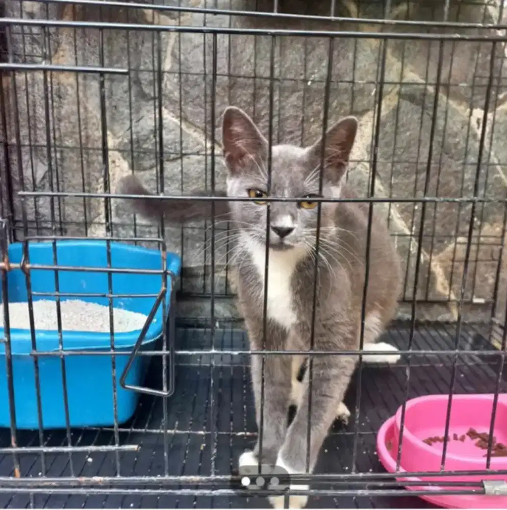 La nih kucing nya