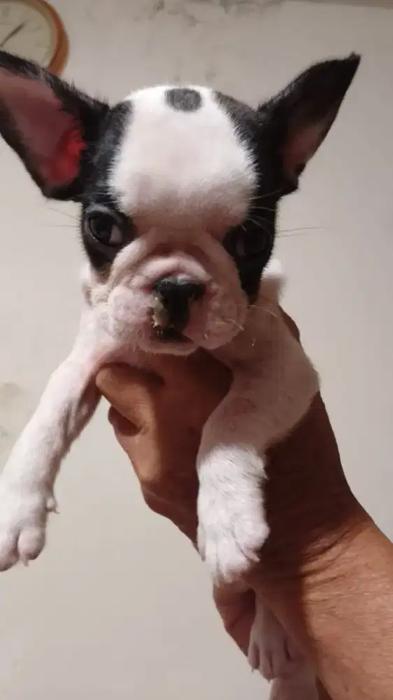 French bulldog belang sapi betina