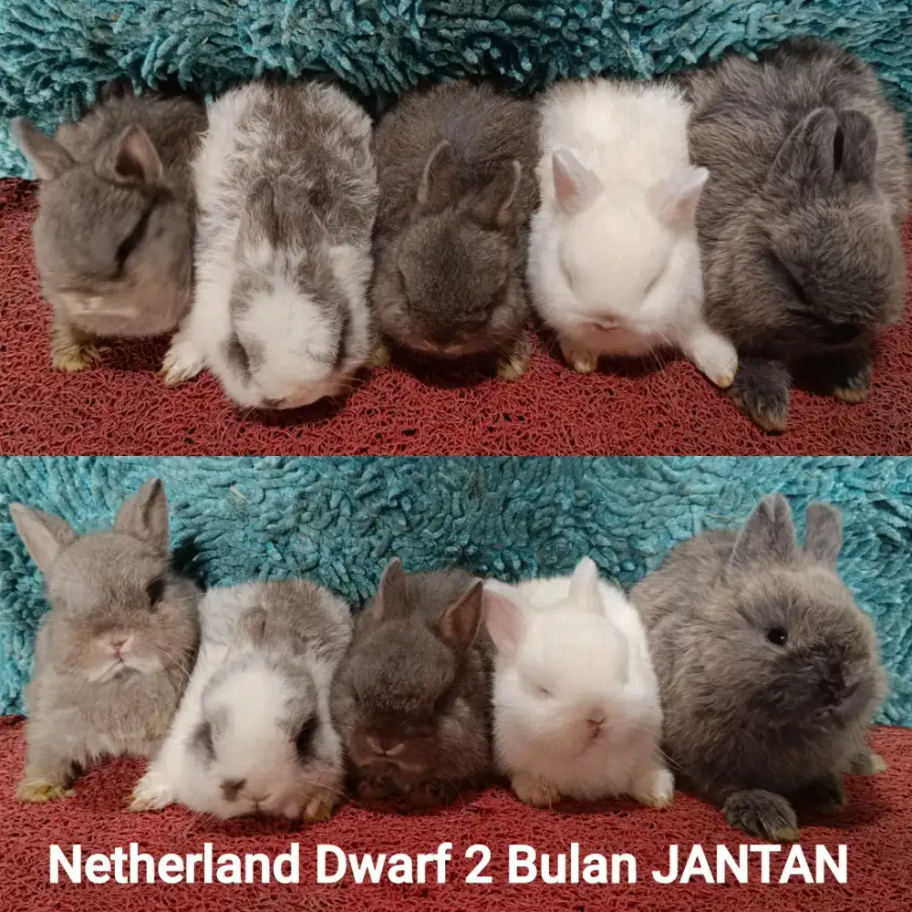 Anakan Kelinci Netherland Dwarf usia 2 Bulan