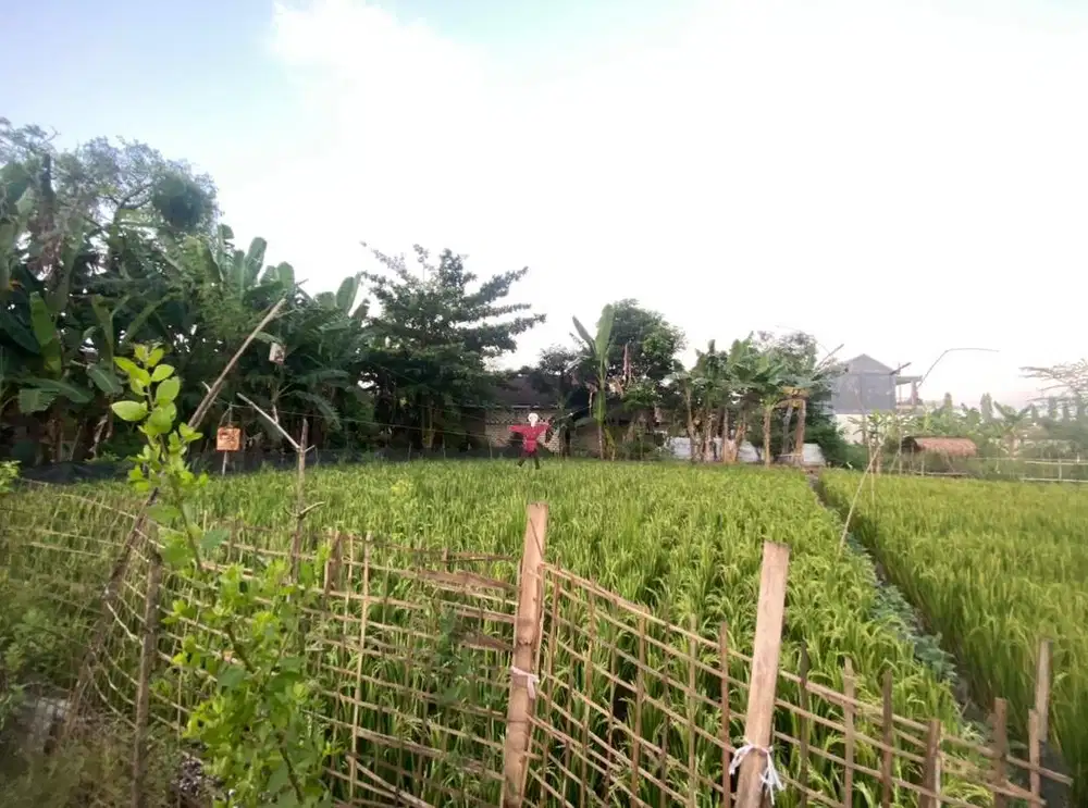 JUAL TANAH CEPAT_BALEN_MARGOMULYO BOJONEGORO