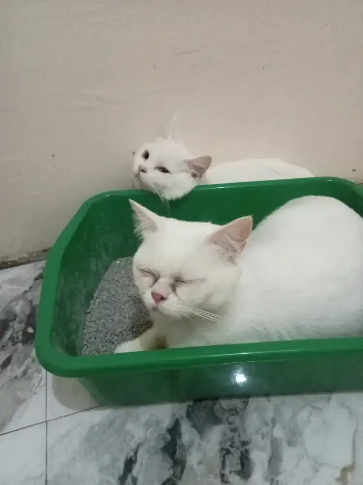 Open adopsi kucing munchkin