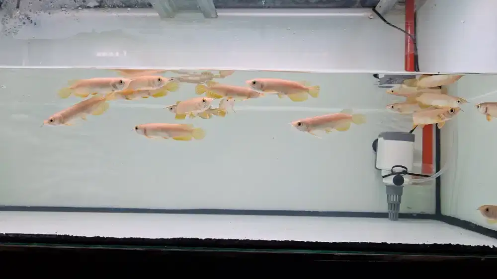 Arwana golden HB red 9-10cm