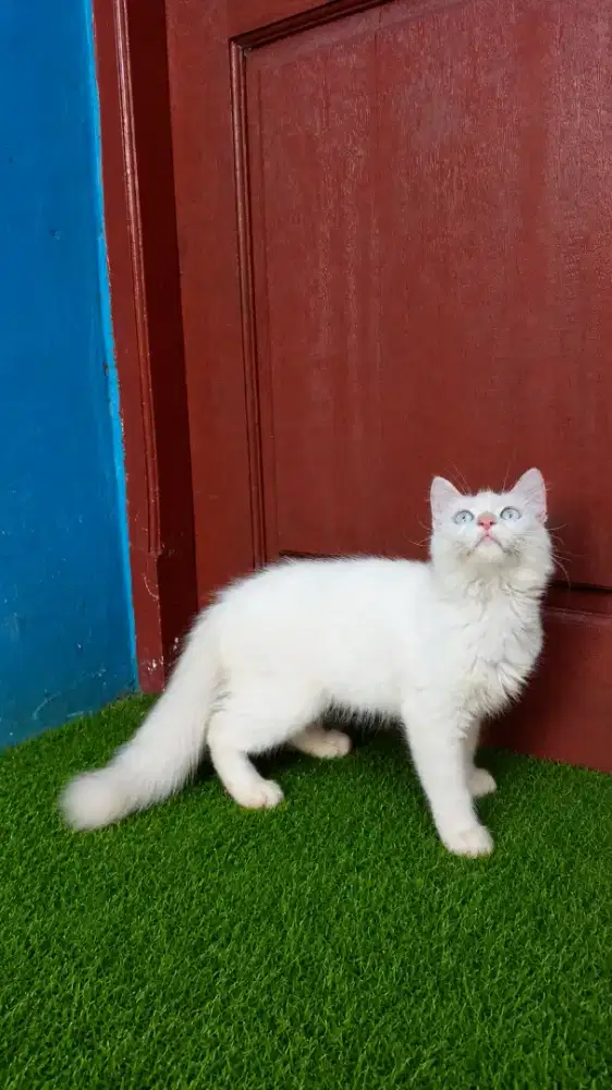 Kucing Persia betina