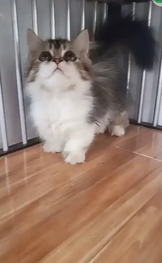 Lepas adopt Munchkin minute jantan