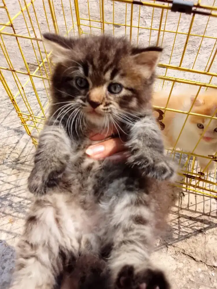Jantan kitten usia 1,5 bulan