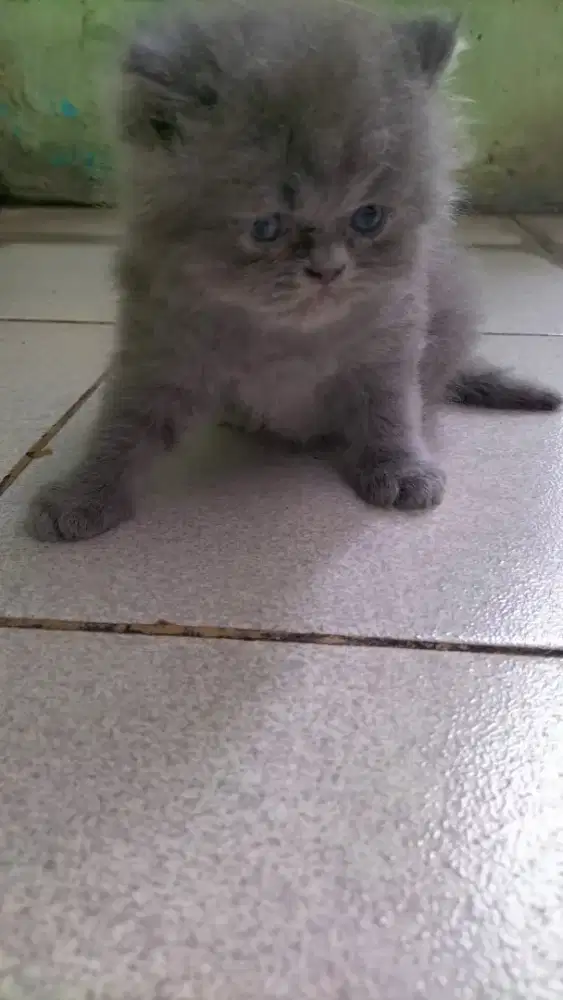 Kitten betina 1,5 bulan