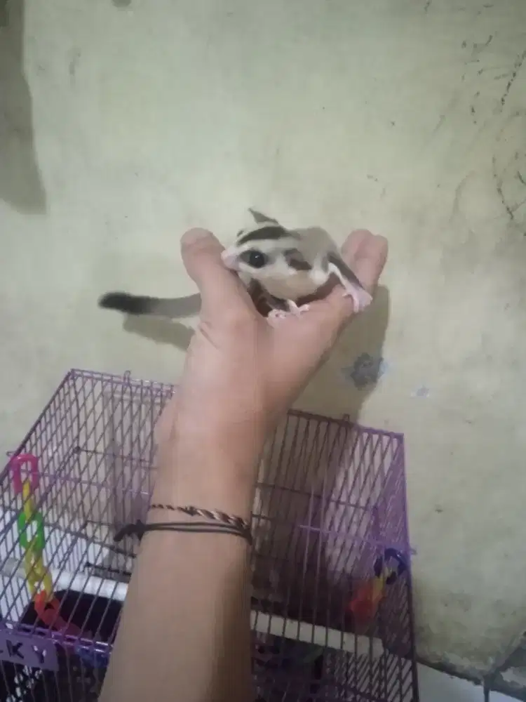 hewan sugar glider