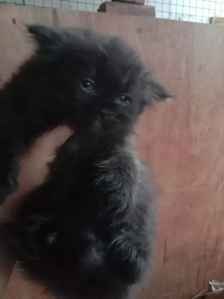 Kitten black solid usia 1,5 bulan