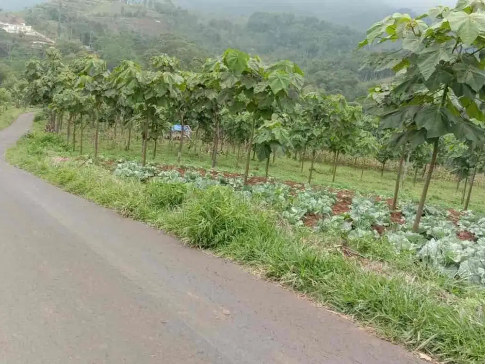 Jual Cepat Tanah Kebun Kayu Balsa 40 Ha, Lemahsugih, Majalengka, Jawa Barat