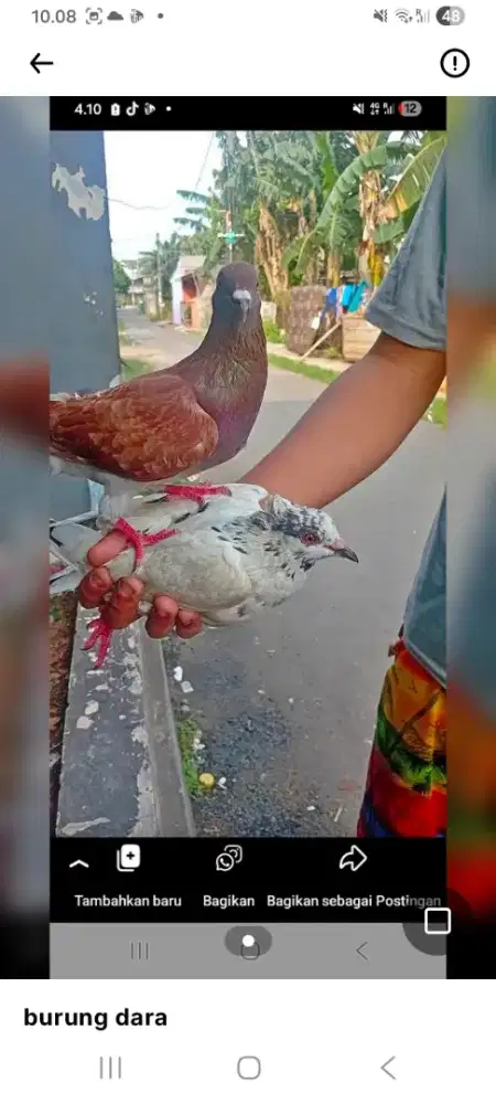 Burung dara giring mangkat