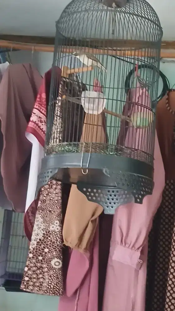 Burung Opior Paruh Tebal ( OPT )