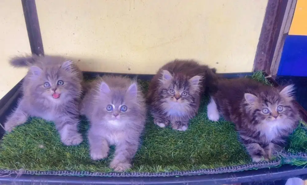 Kucing ras persia kitten gembul2 banget