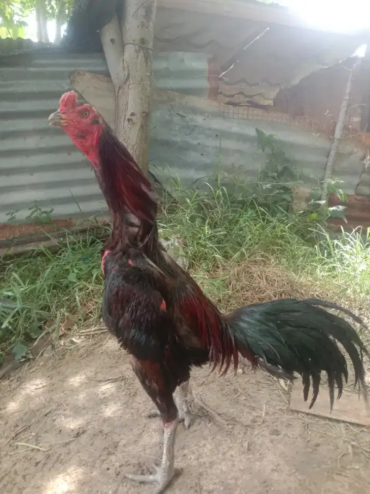 Ayam Siam mangon