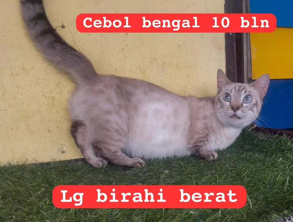 Kucing munckhin betina 10 bln