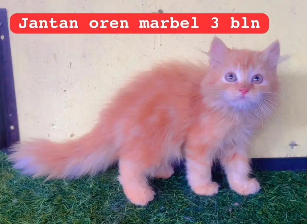 Kucing ras persia oren marbel