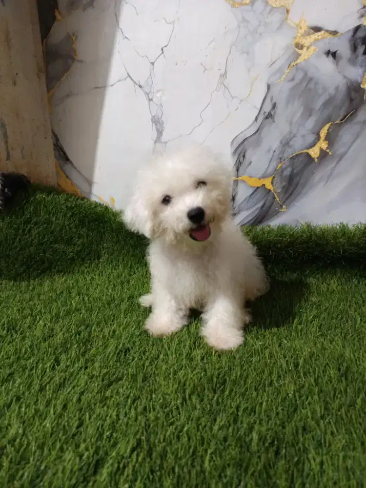 Bichon jantan ukuran mini