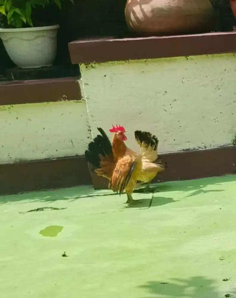 Sepasang ayam serama