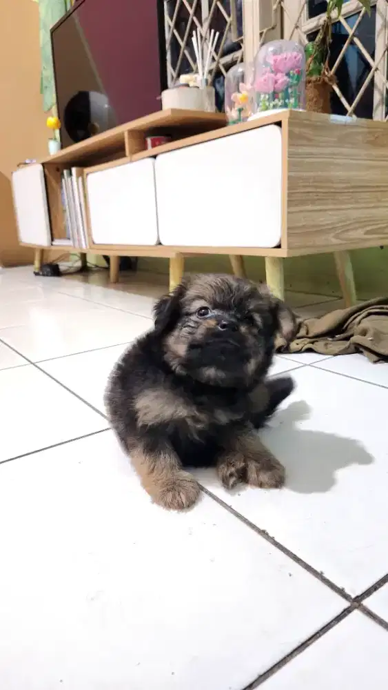 Anak anjing pomapo