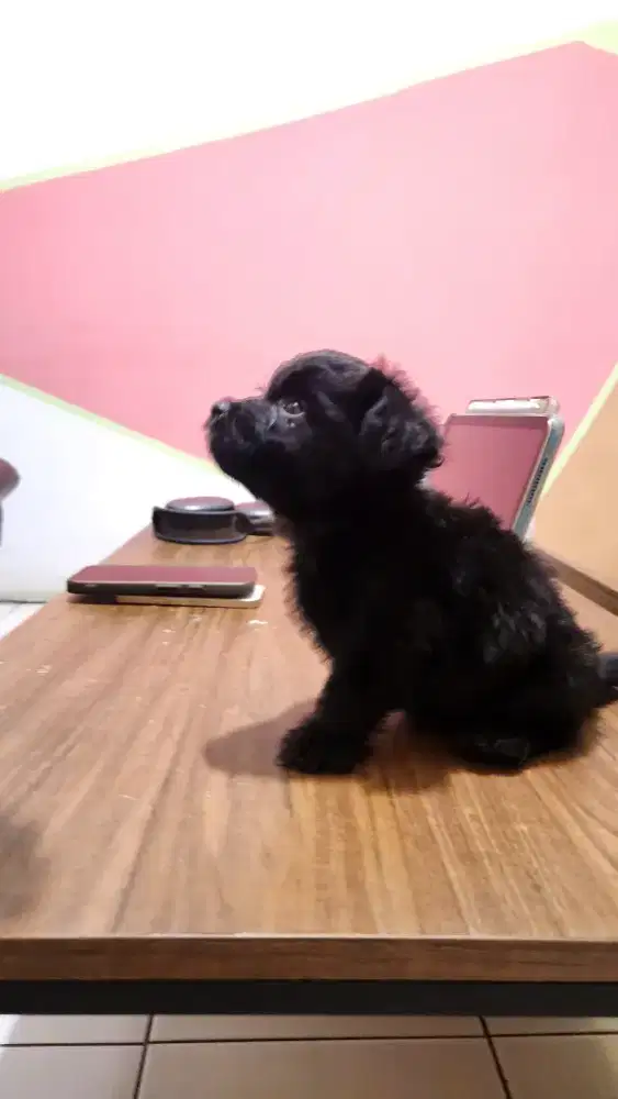 Anak anjing pomapo