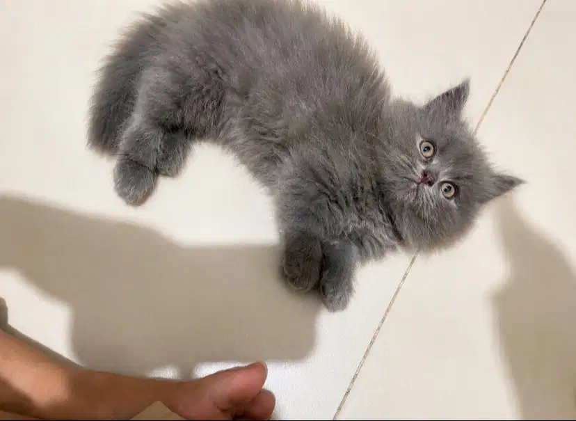 kucing ras kitten persia abu flatnose jantan