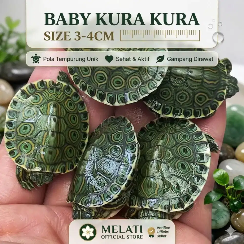 Kura kura venusta size 3-4cm