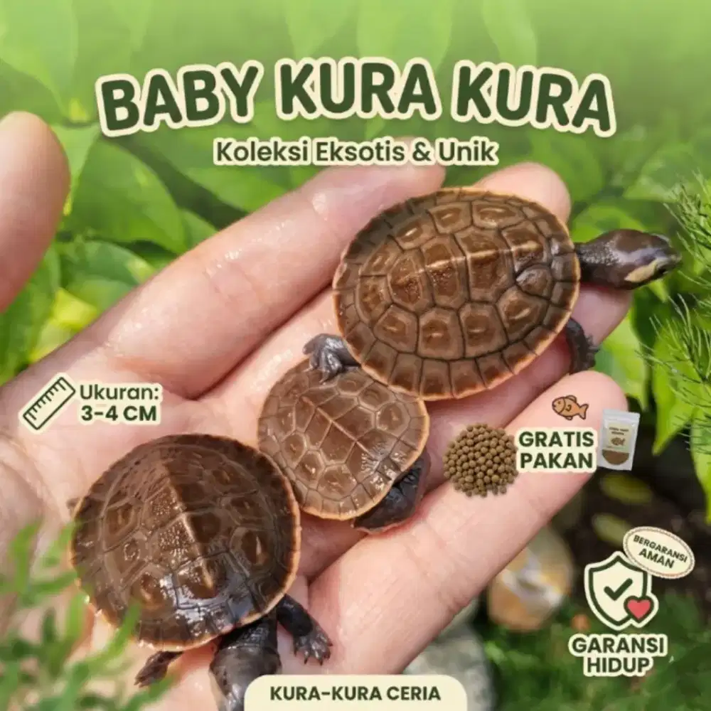 Kura kura damer