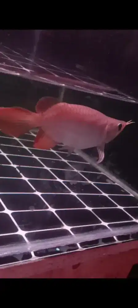Arowana SR SB Apple Size 21-22cm