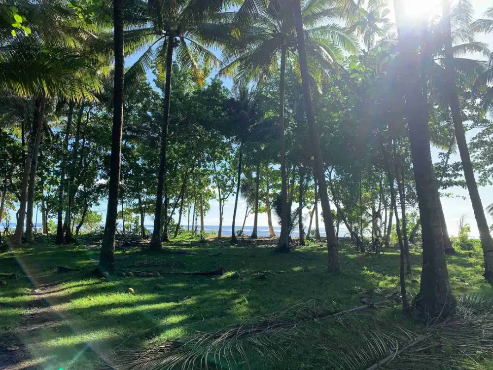 tanah 6000 meter di walur krui