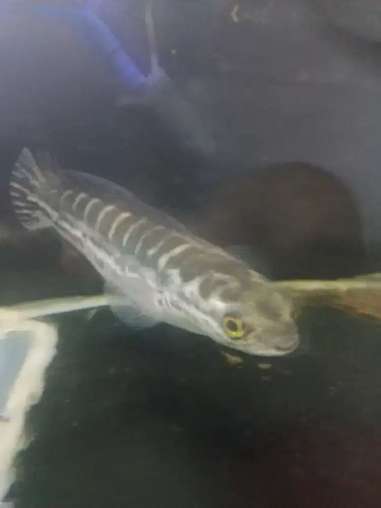 Di jual ikan toman