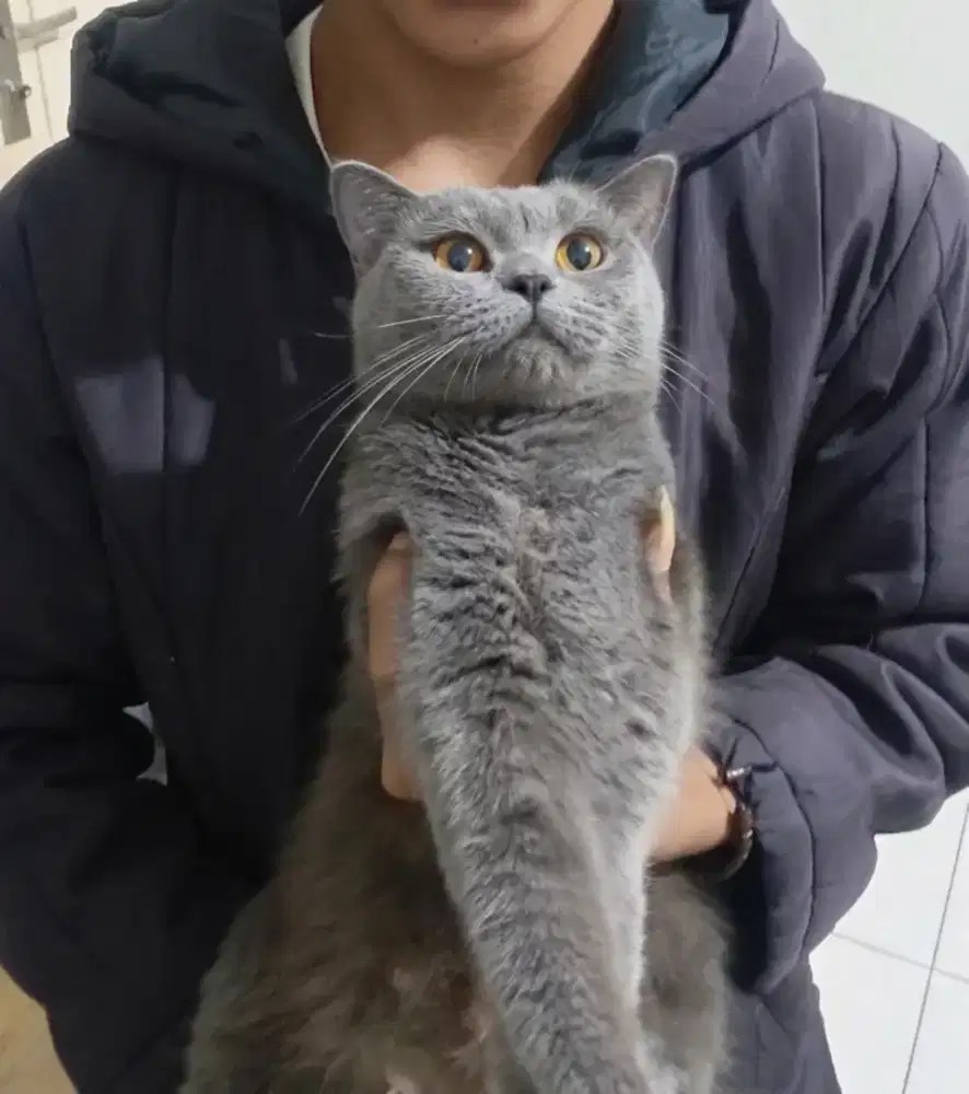 Kucing BSH indukan proven 2x