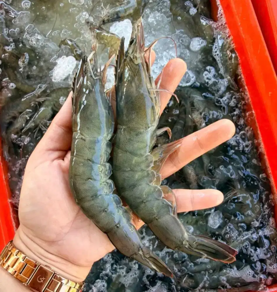 Udang Vanname Fresh