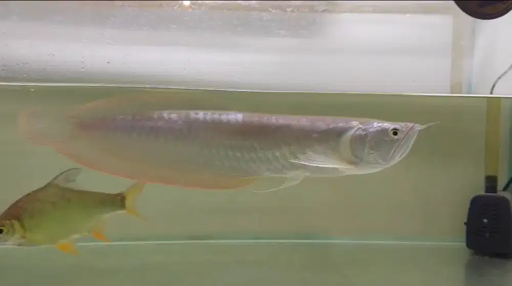 Arwana ukuran 35cm