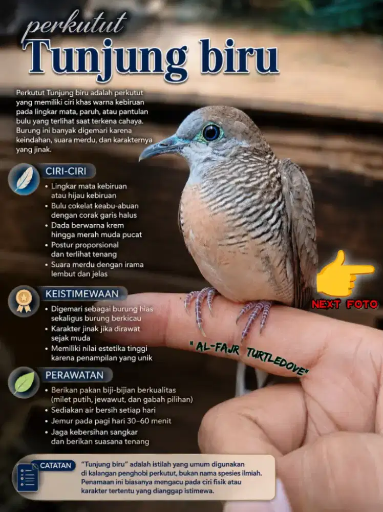 Burung perkutut katuranggan Tunjung biru