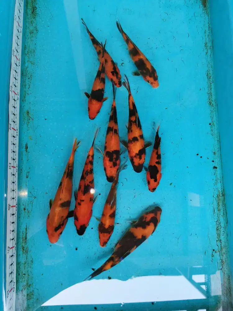 Koi Hishowa & Hiutsuri 10 Ekor