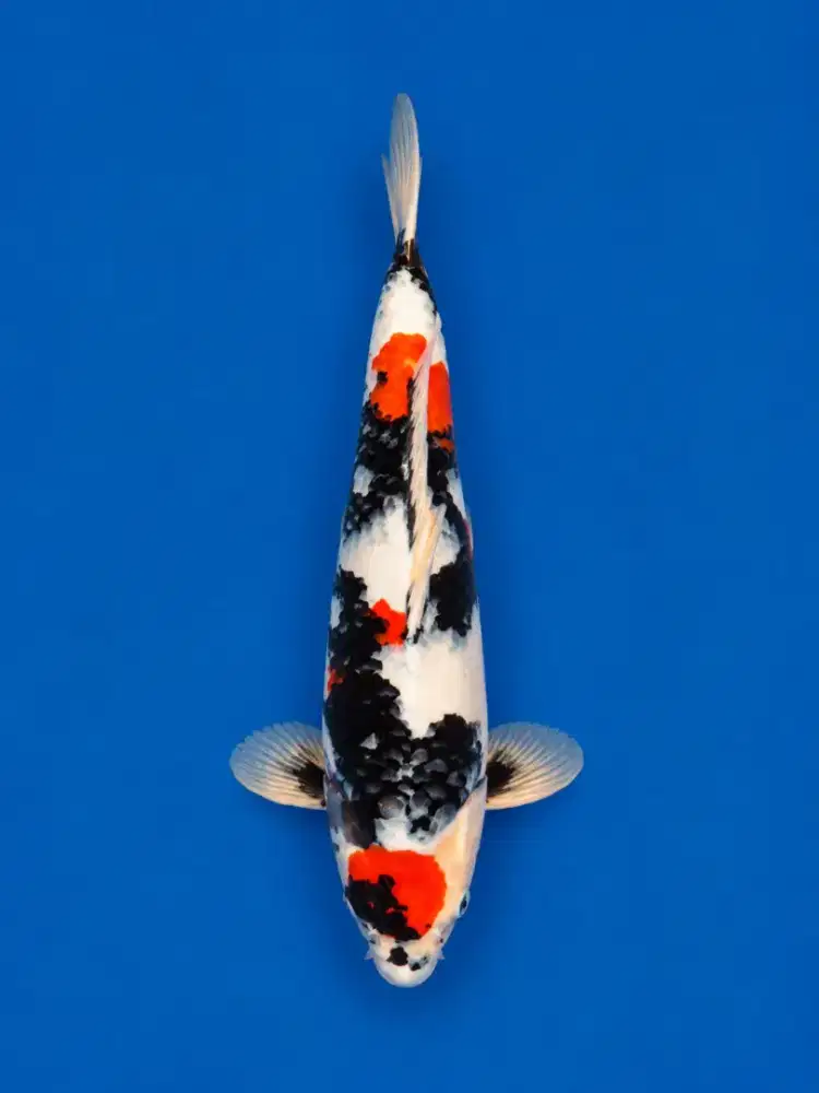 Koi Showa Import Isa 55cm