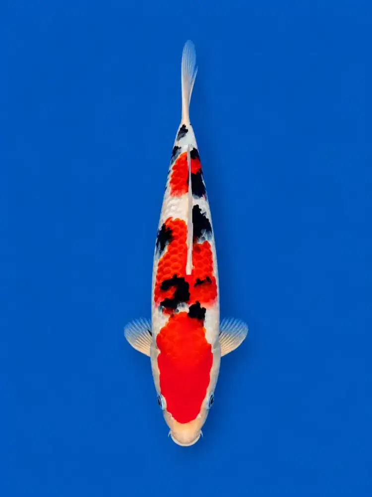 Koi Sanke Super Quality