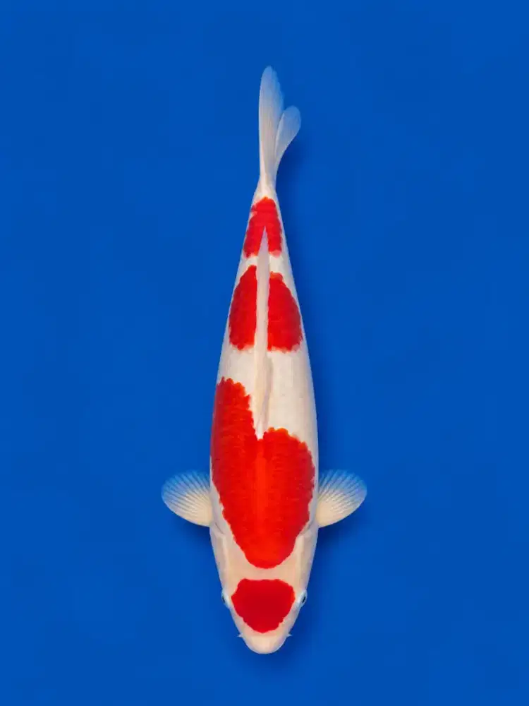 Koi Maruten Kohaku Maruyama Farm