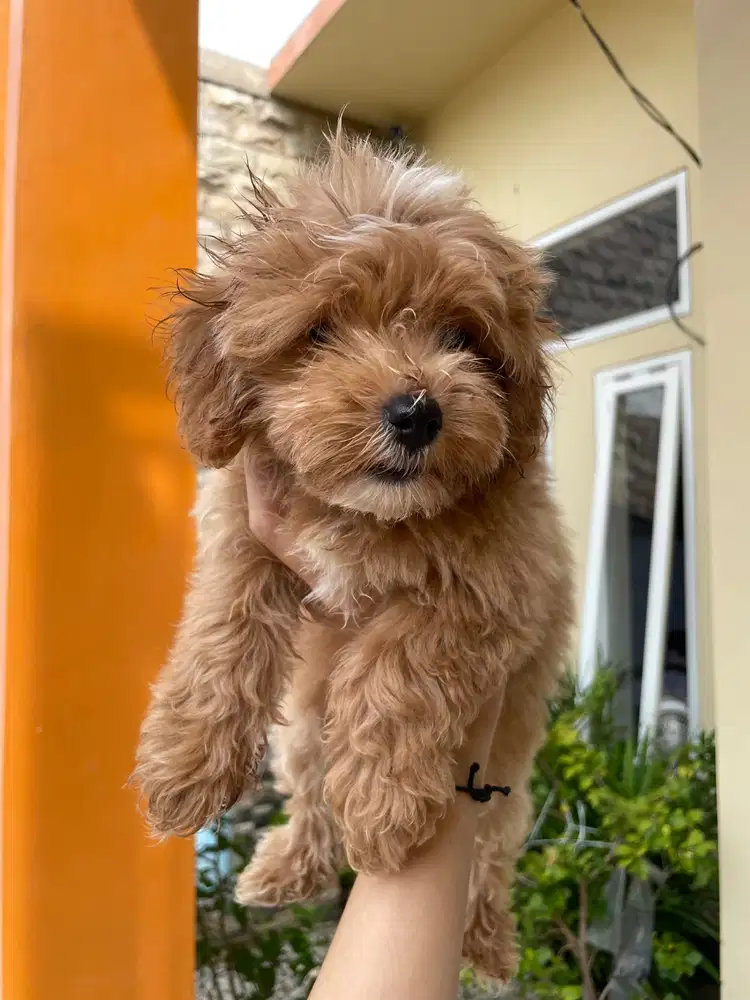 anjing ras kecil shihtzu mix toy poodle jantan betina