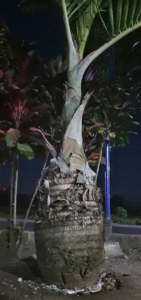 POHIN PALEM BOTOL