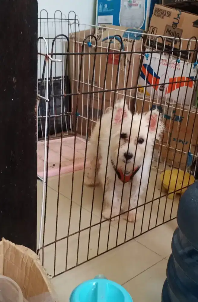 Ganti Pakan Anjing Shitpom Lucu Nett