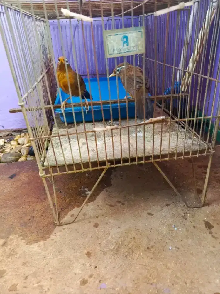 wambi sepasang minus betina kuku pendek 1