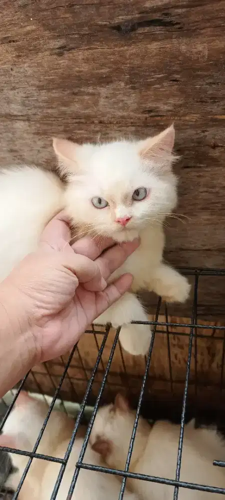 Lepas adopt betina redpoin 3.5bulan badan jumbo kturunan, lokasi depok
