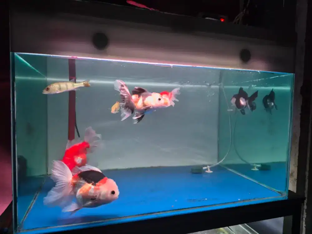 Ikan hias koki panda