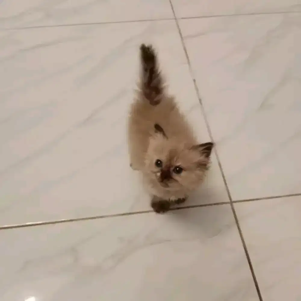 anakan kucing himalaya betina umur 2bln