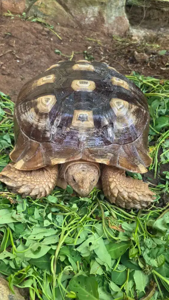 Sulcata jumbo betina