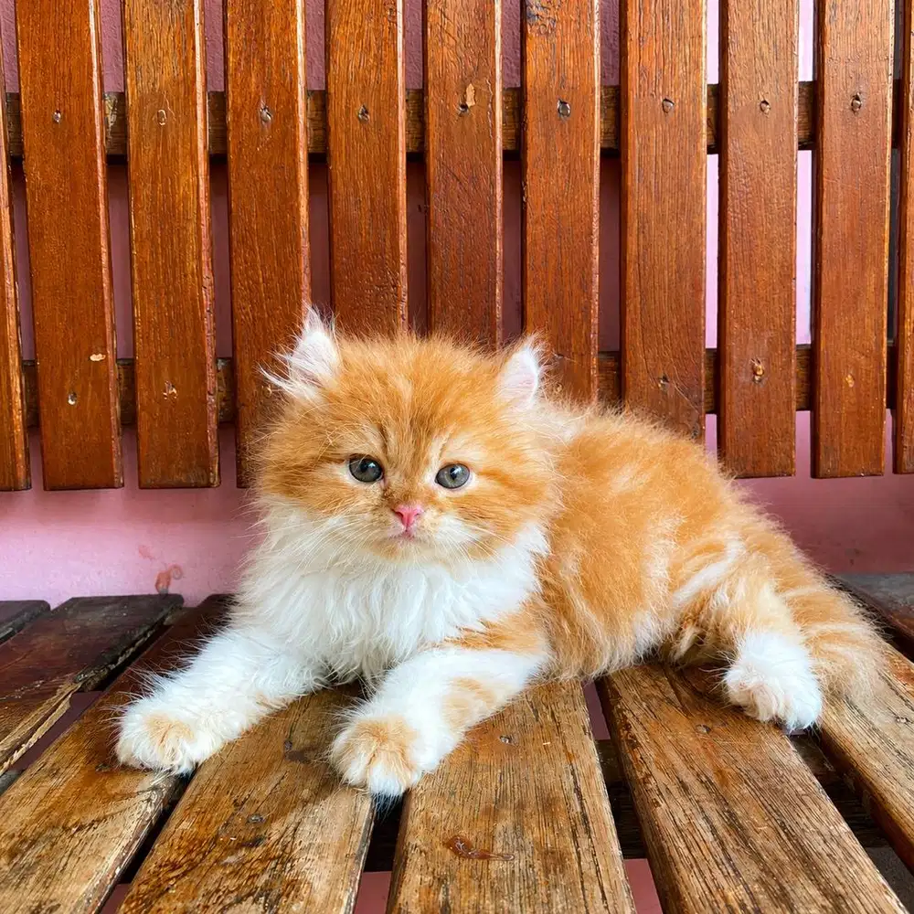 KITTEN PERSIAN PEAKNOSE LONGHAIR BULU KAPAS