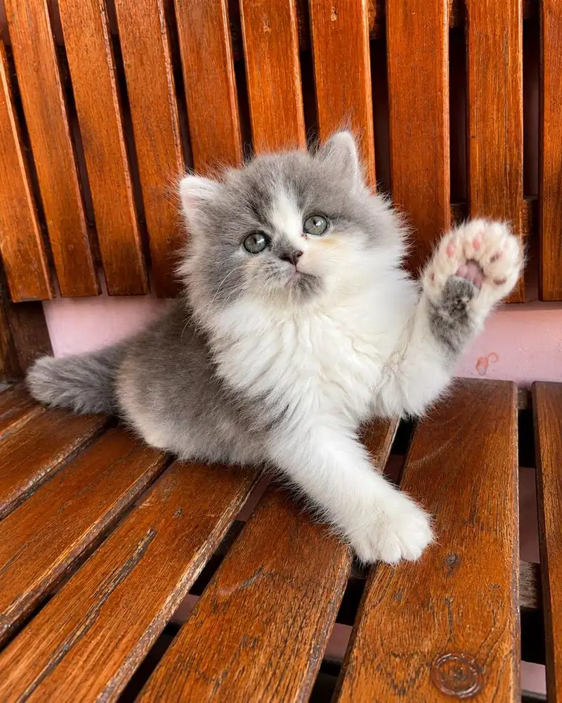 KITTEN PERSIAN PEAKNOSE LONGHAIR BULU KAPAS
