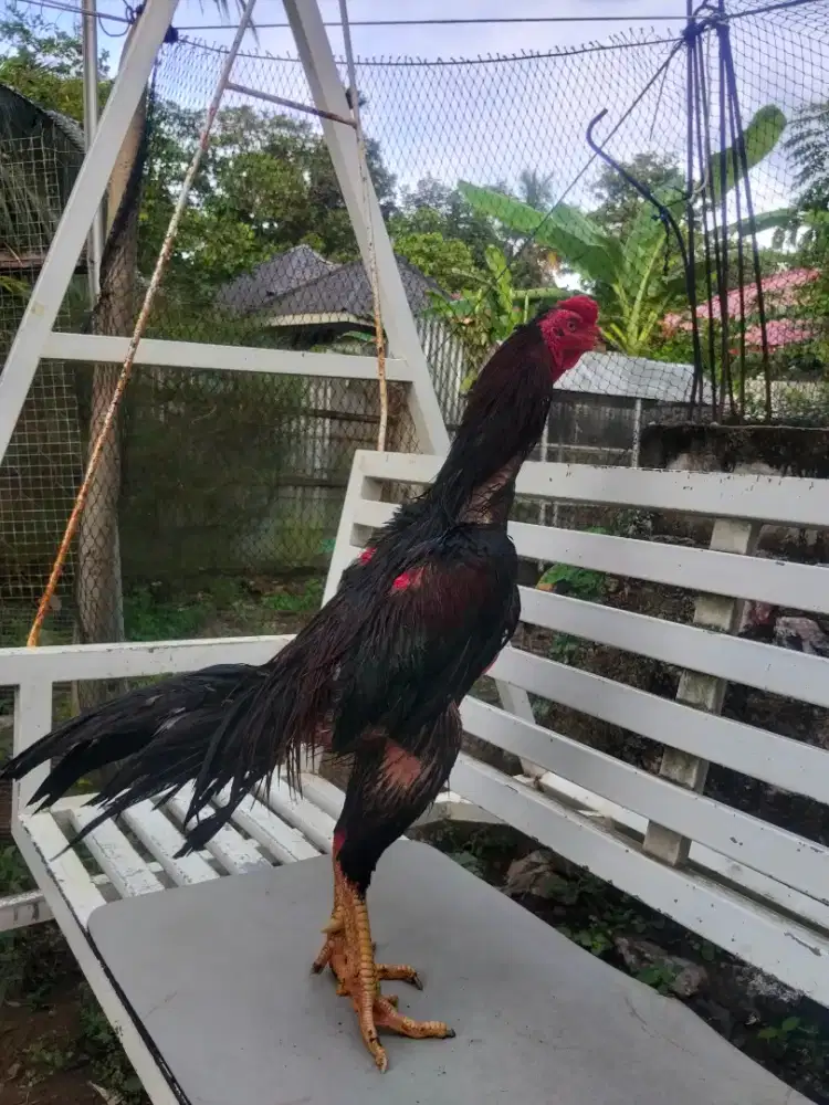 Jual ayam bangkok usia 1tahun