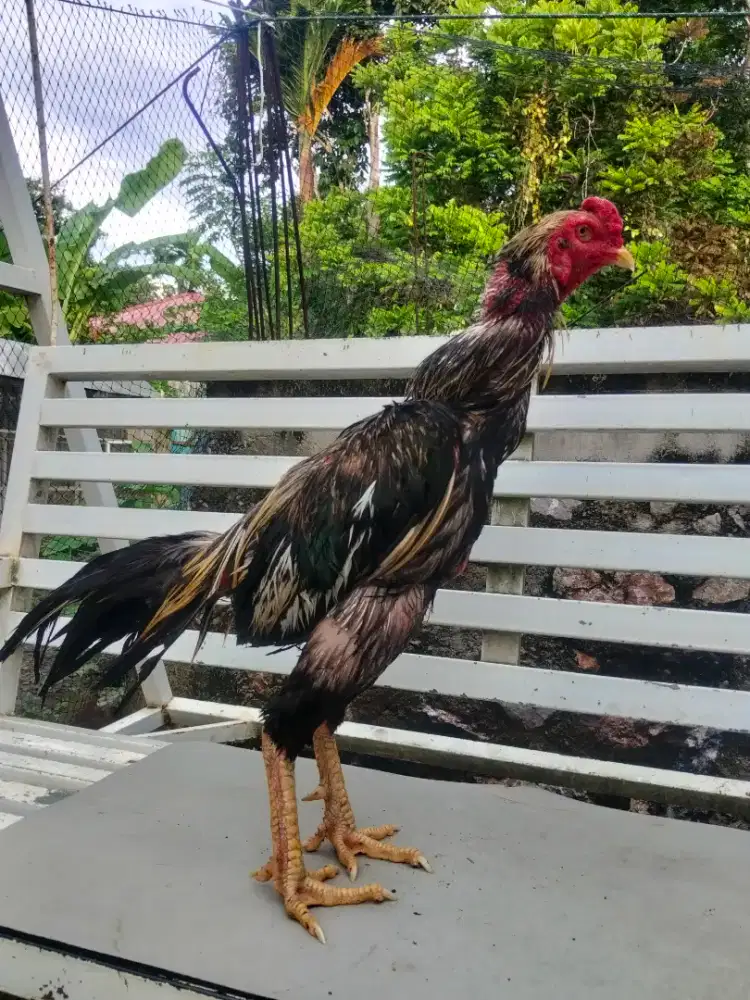 Ayam bangkok jalak